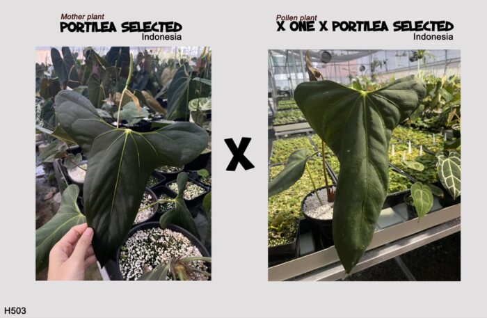 [Seed] Anthurium Portilea x Portilea