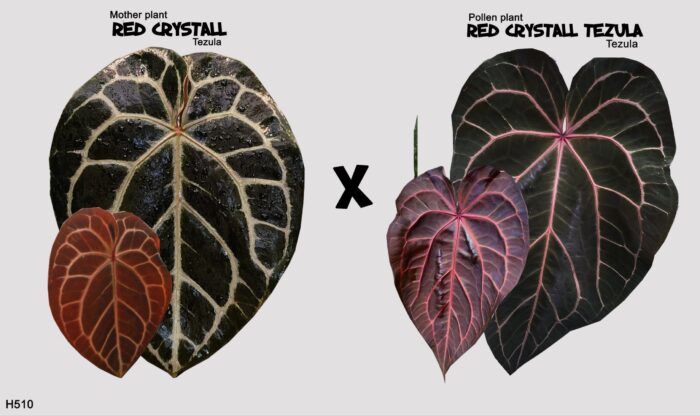[Seed] A.Red crystall Tezula x A.Red crystall Tezula