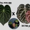 Anthurium crystall x SKG Pink lemonade Anthurium crystall x SKG Pink lemonade