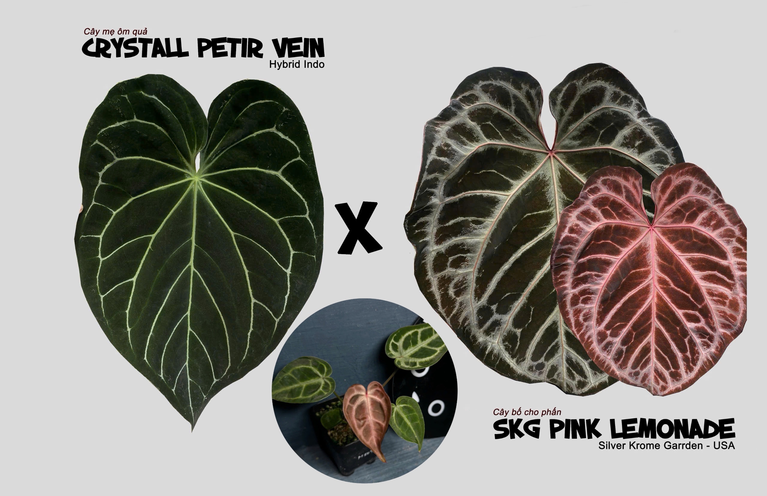 Anthurium crystall x SKG Pink lemonade