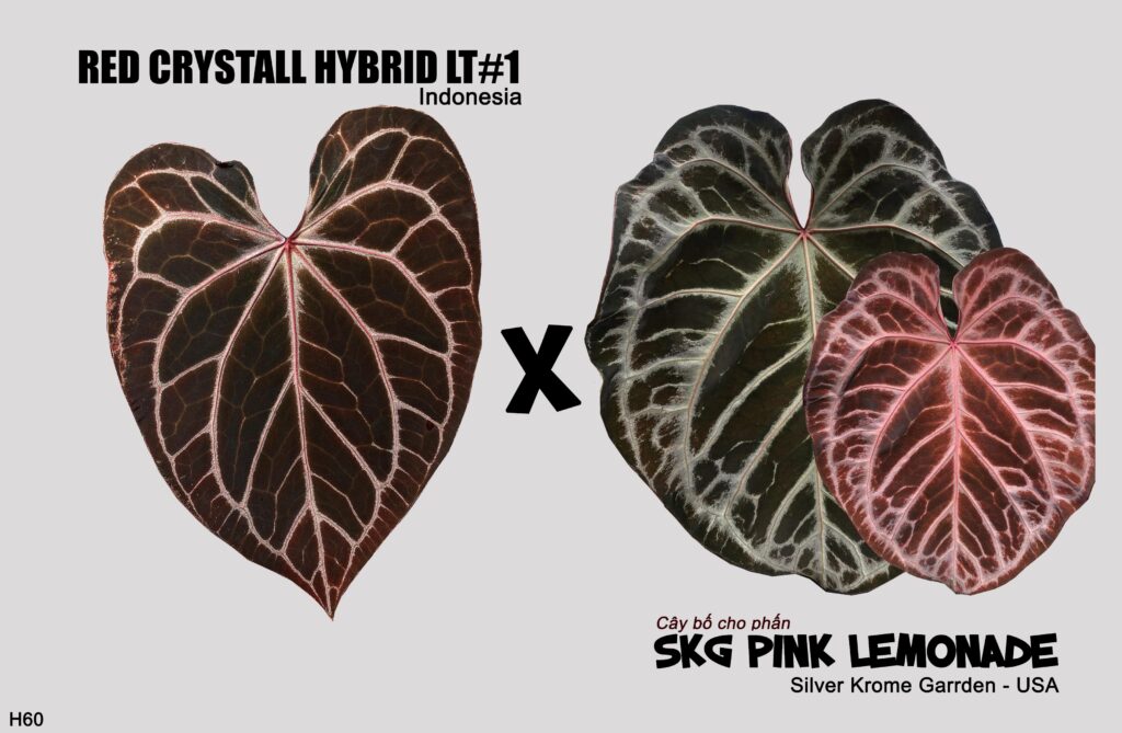 Red crystall hybrid LT#1 x SKG Pink Lemonade 