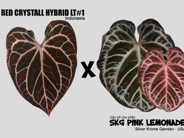 Red crystall hybrid LT#1 x SKG Pink Lemonade