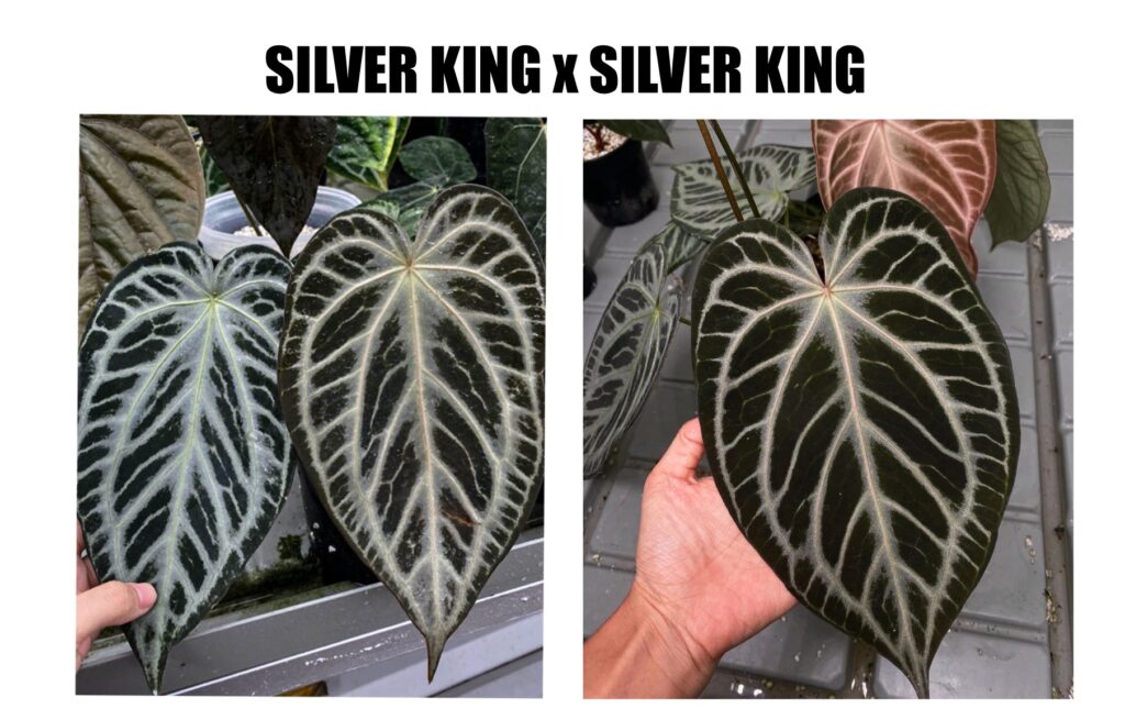 Silver king x Silver king