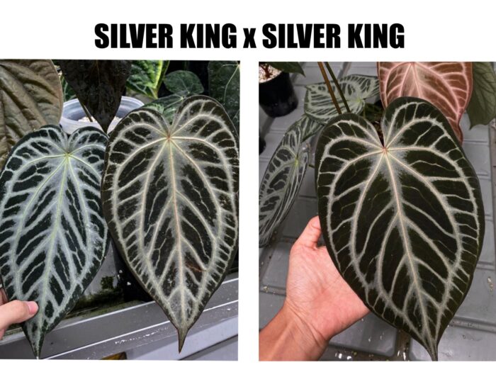 Silver king x Silver king