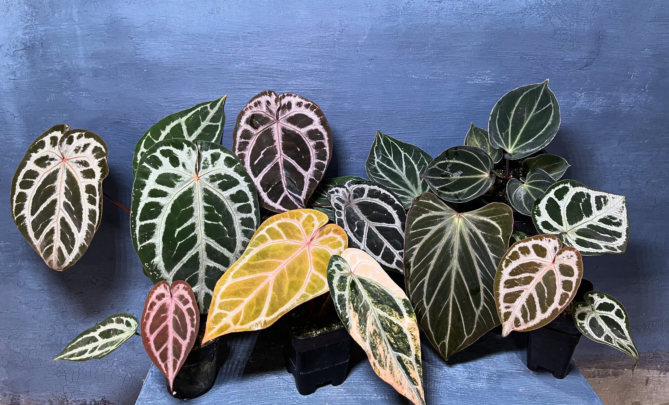 Rare anthurium hybrid