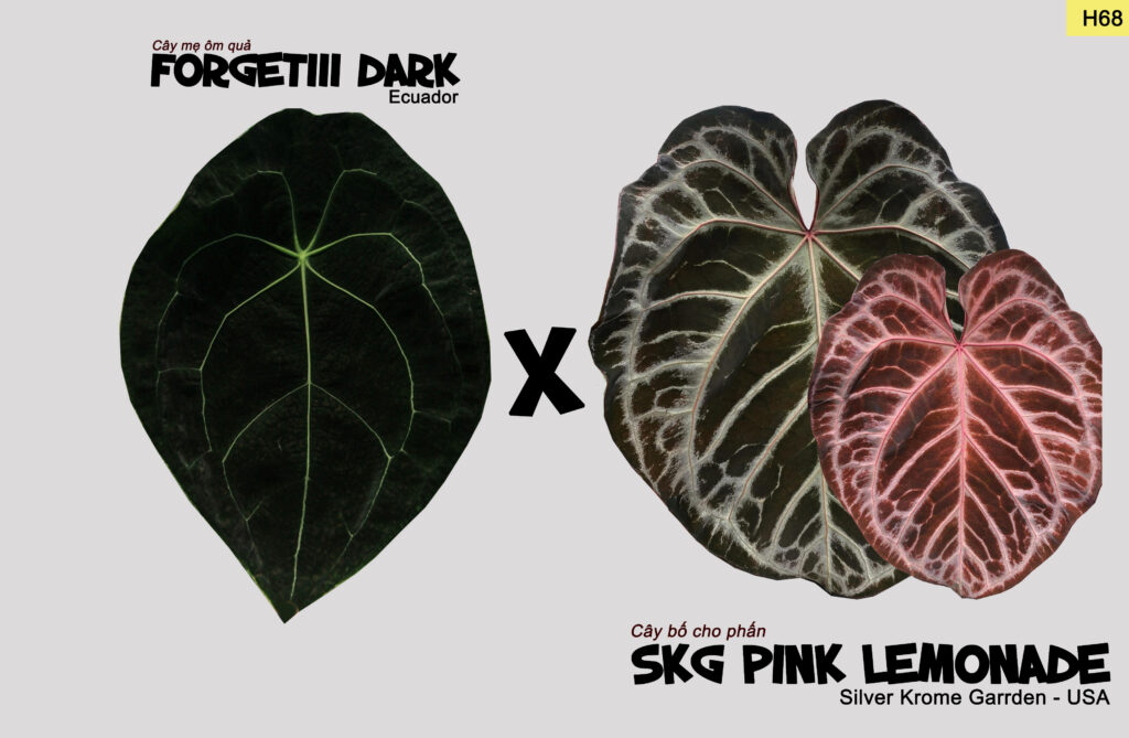 Forgetii dark x SKG Pink Lemonade