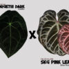 Forgetii dark x SKG Pink Lemonade