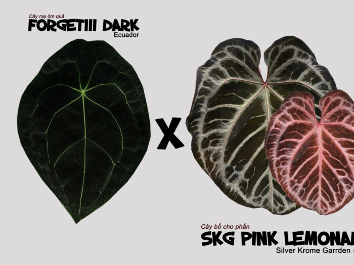 Forgetii dark x SKG Pink Lemonade