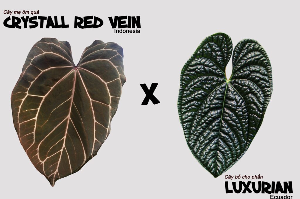 Crystall red vein x luxurian