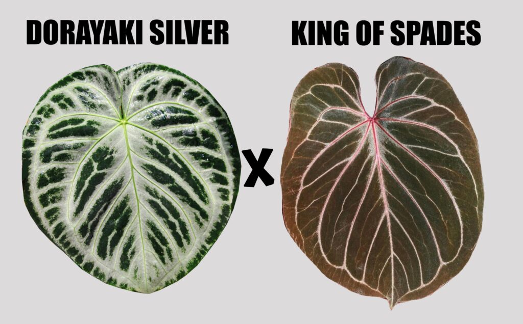 Dorayaki silver x King of spades