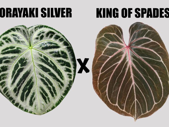 Dorayaki silver x King of spades