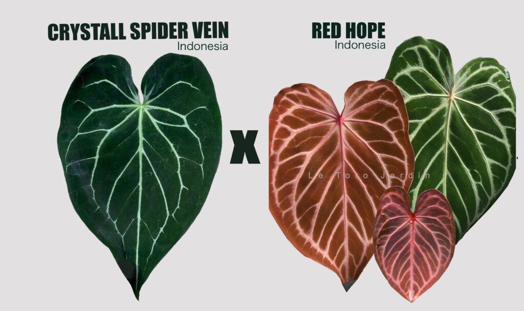 Anthurium Crystall spider vein x Red hope