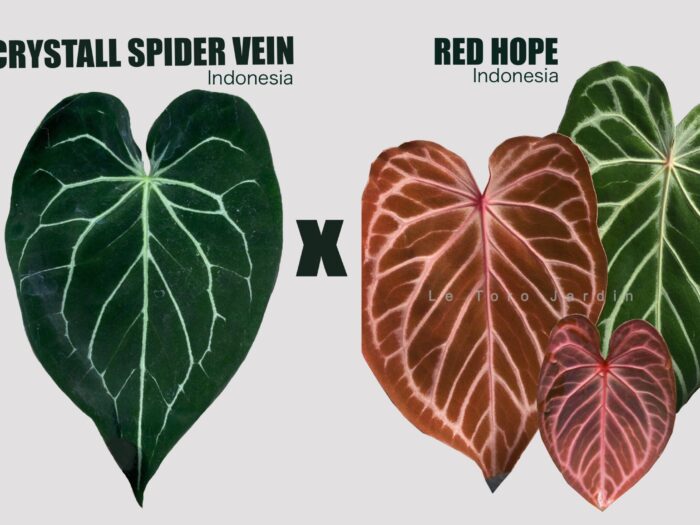 Anthurium Crystall spider vein x Red hope