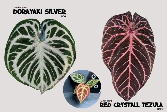 Dorayaki silver x Red crystall Tezula