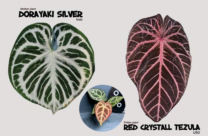 Dorayaki silver x Red crystall Tezula