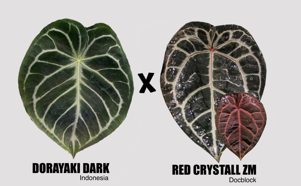 Dorayaki dark x red crystall ZM Docblock