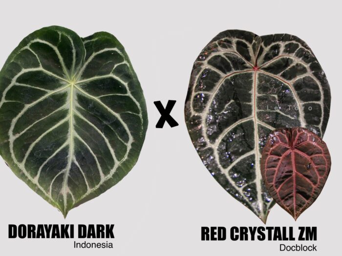 Dorayaki dark x red crystall ZM Docblock