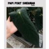 Papililaminum fort sherman