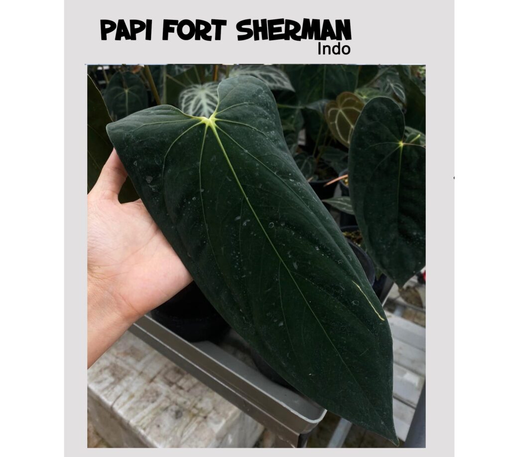 Papililaminum fort sherman