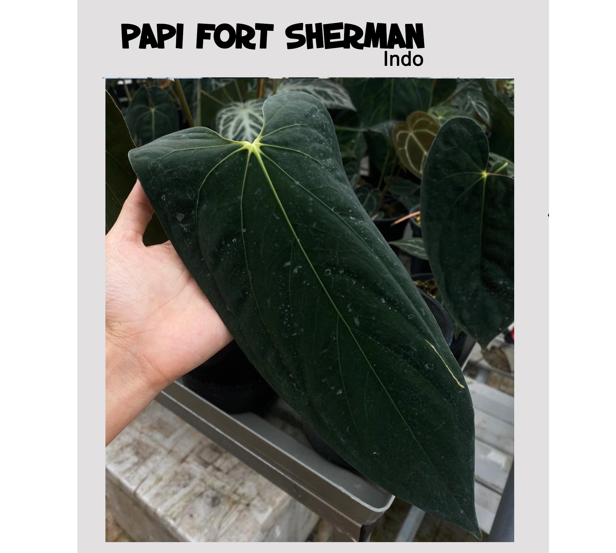 Papililaminum fort sherman