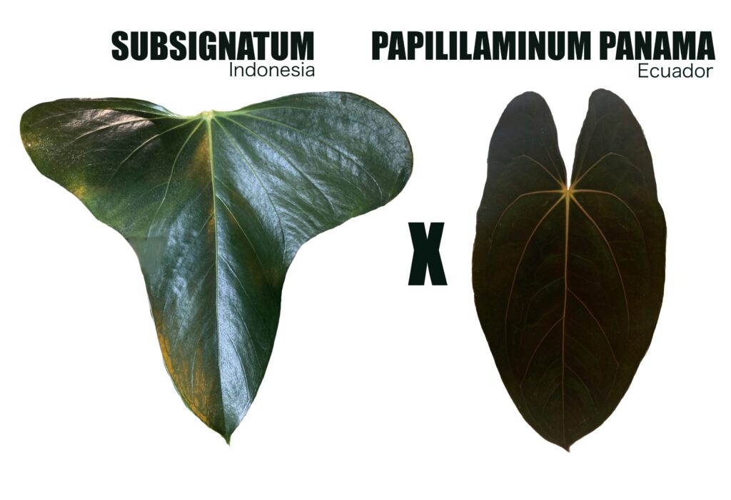 Anthurium Subsignatum x Papililaminum Panama