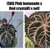 SKG Pink Lemonade x Red crystall