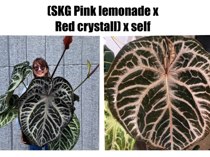 SKG Pink Lemonade x Red crystall