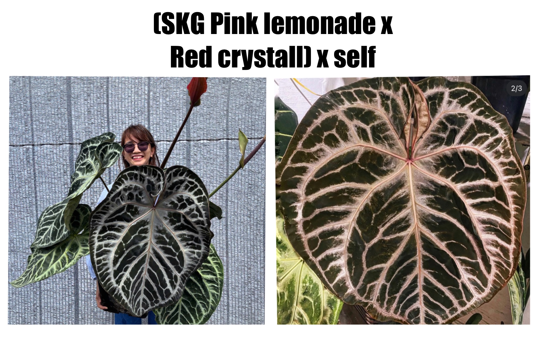 SKG Pink Lemonade x Red crystall