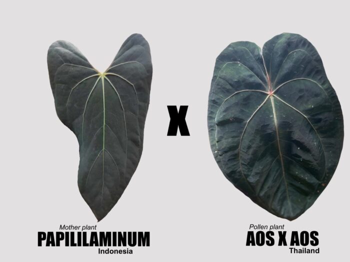 Papillilaminum x (AOS x AOS)