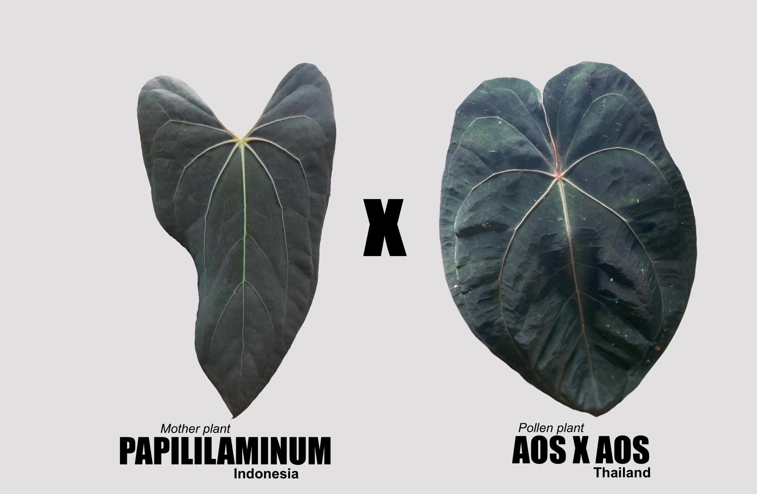 Papillilaminum x (AOS x AOS)