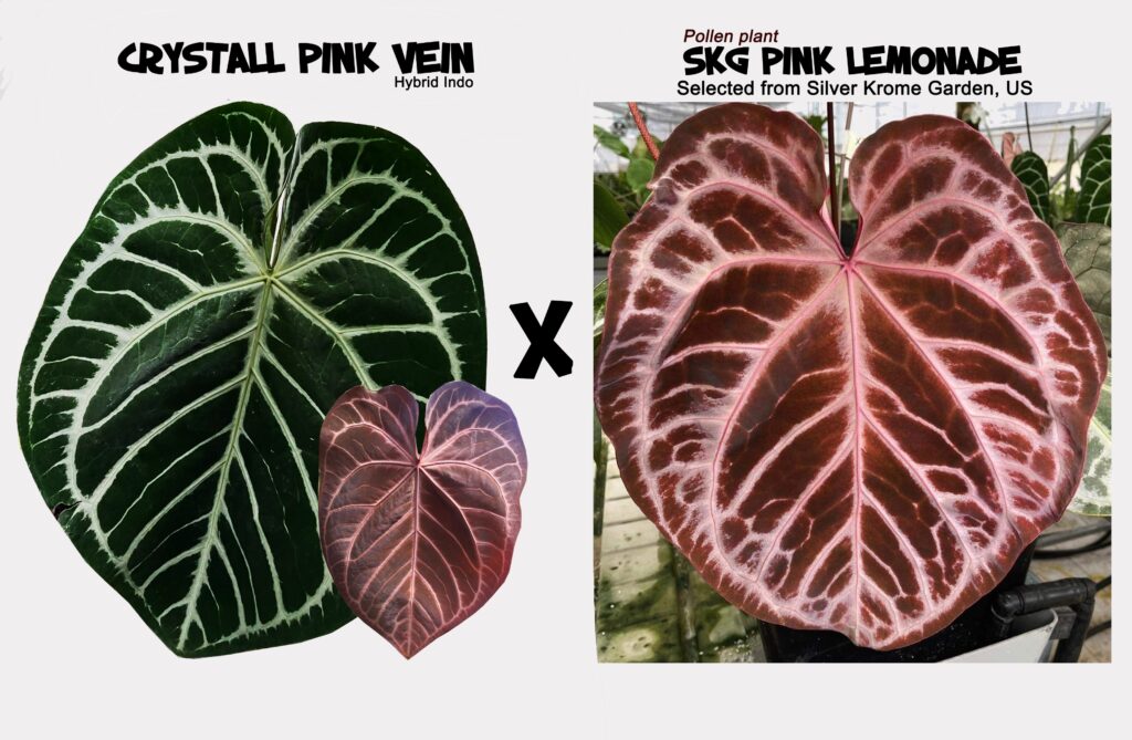 Crystall pink vein x SKG Pink Lemonade