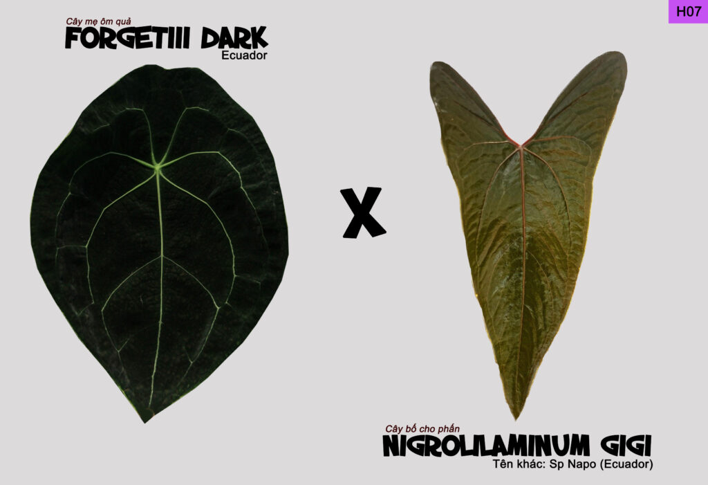 Anthurium Forgetii x Nigrolaminum Gigi