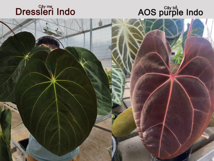 Dressleri indo x AOS purple