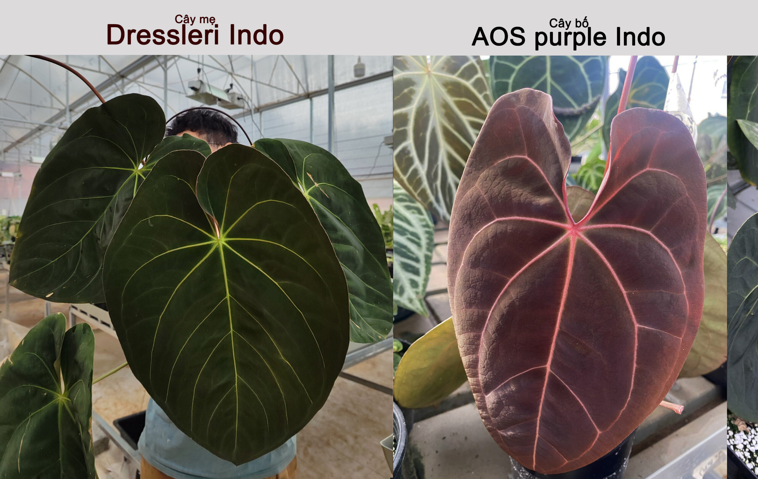 Dressleri indo x AOS purple