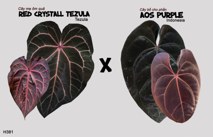 Red crystall Tezula x AOS purple