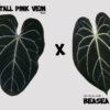 Crystall pink vein x Bessea aff