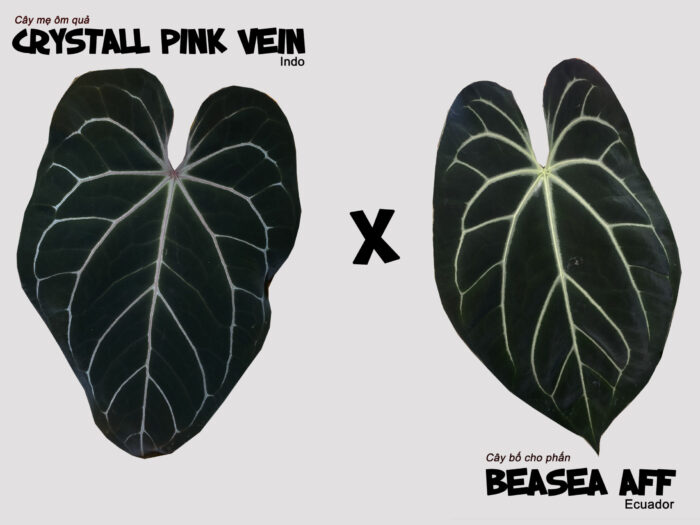 Crystall pink vein x Bessea aff