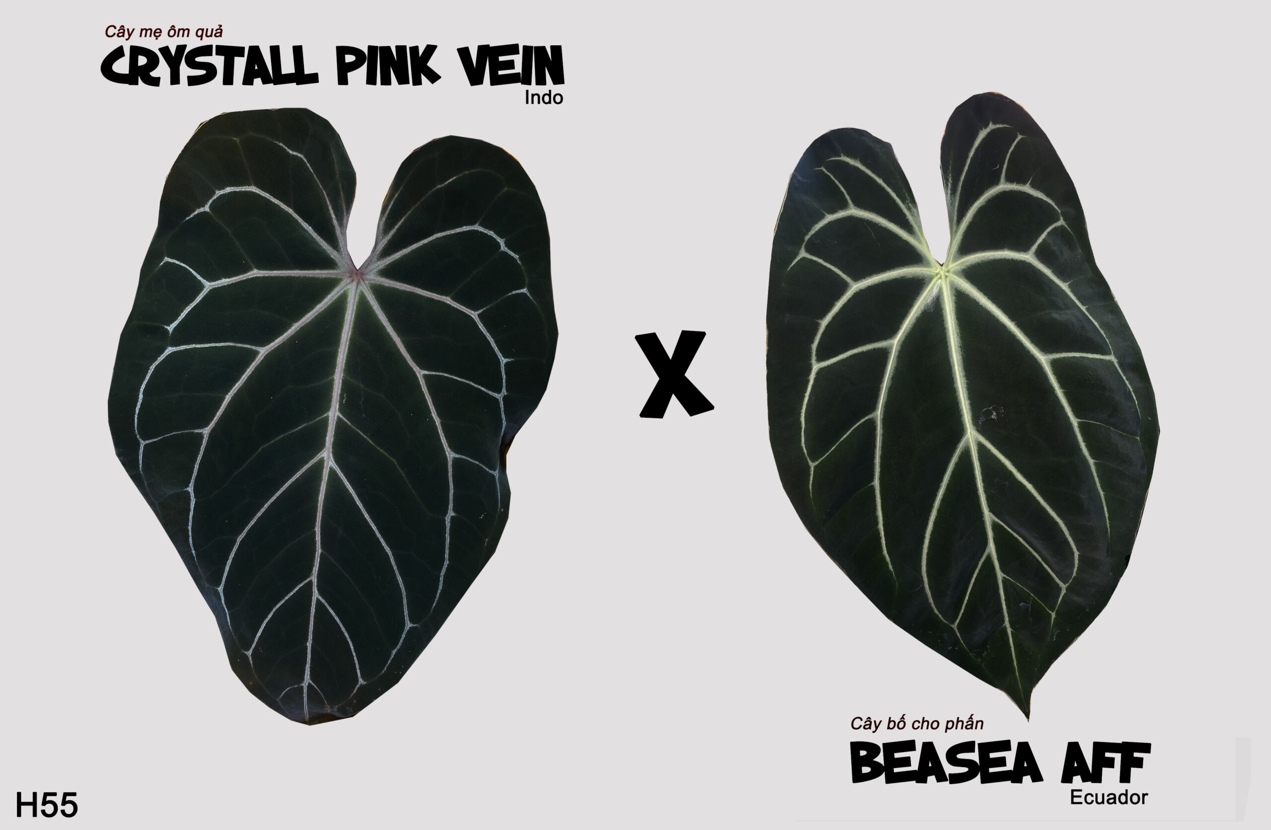 Crystall pink vein x Bessea aff