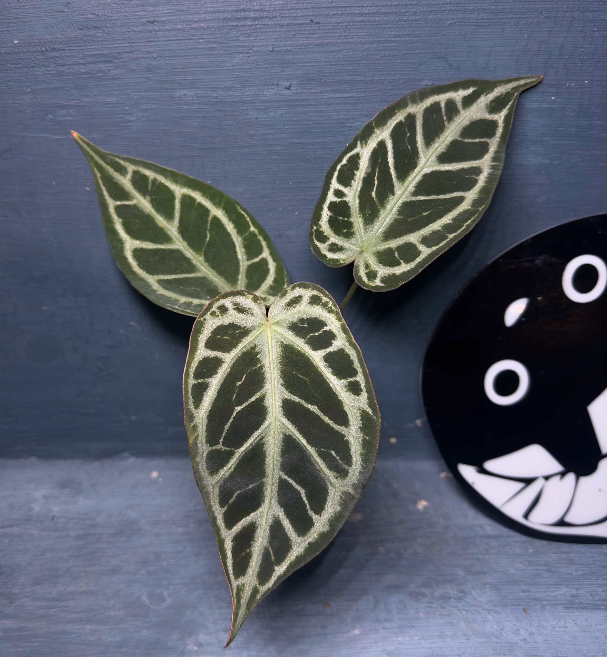 Silver king x SKG Pink Lemonade - Midnight Garden