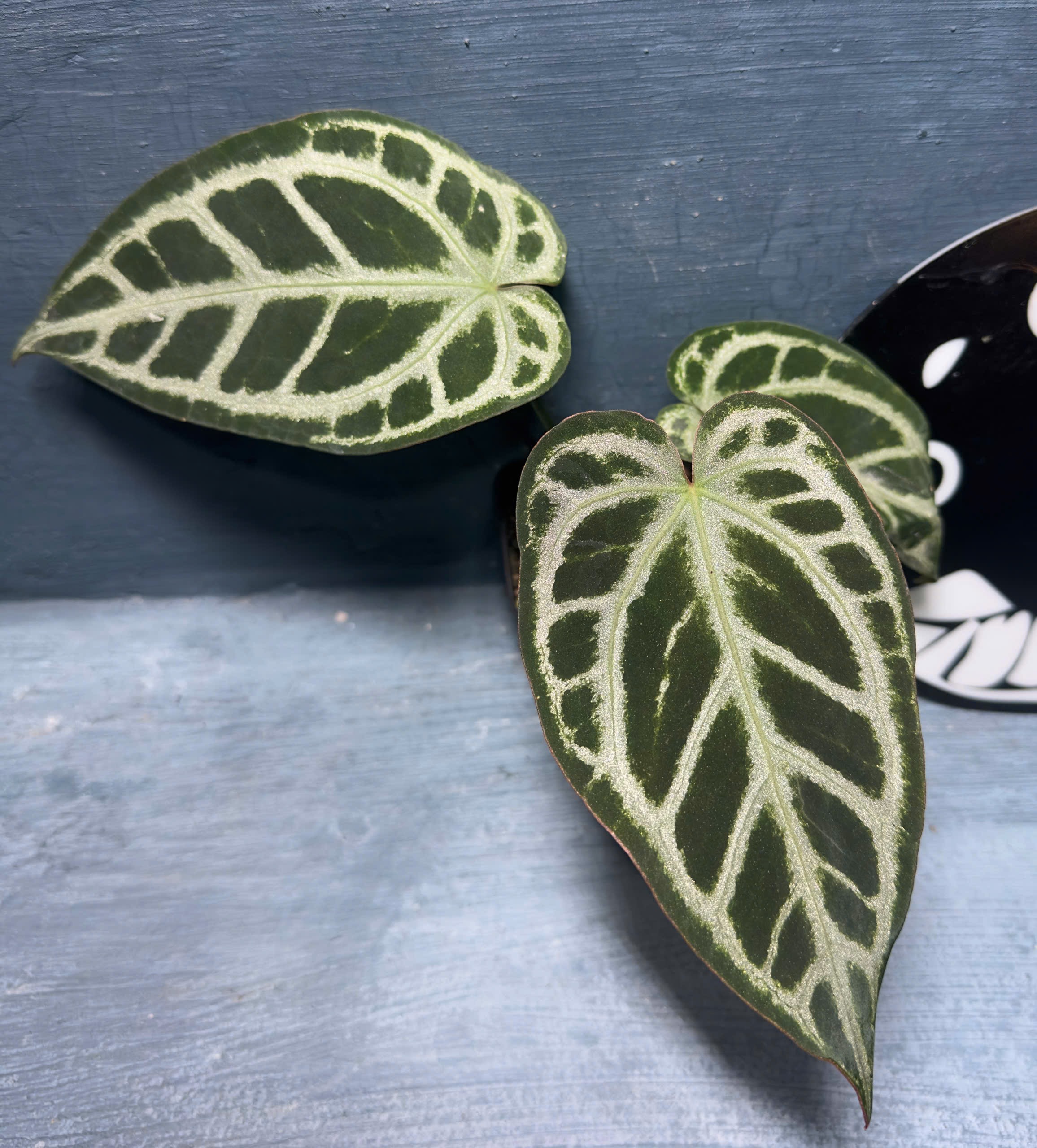 Silver king x SKG Pink Lemonade - Midnight Garden