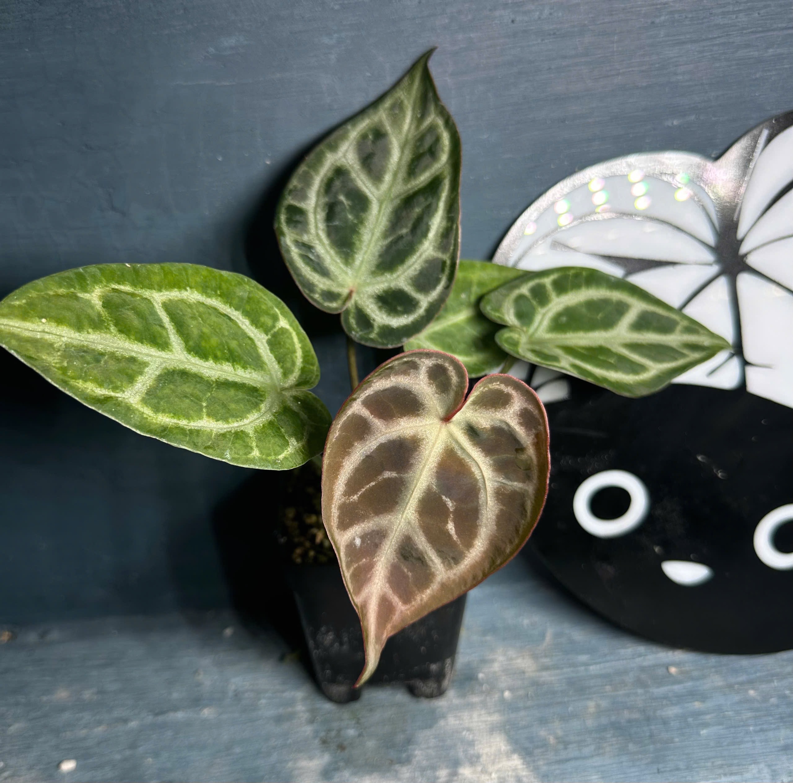 Anthurium Crystall x SKG Pink Lemonade - Midnight Garden