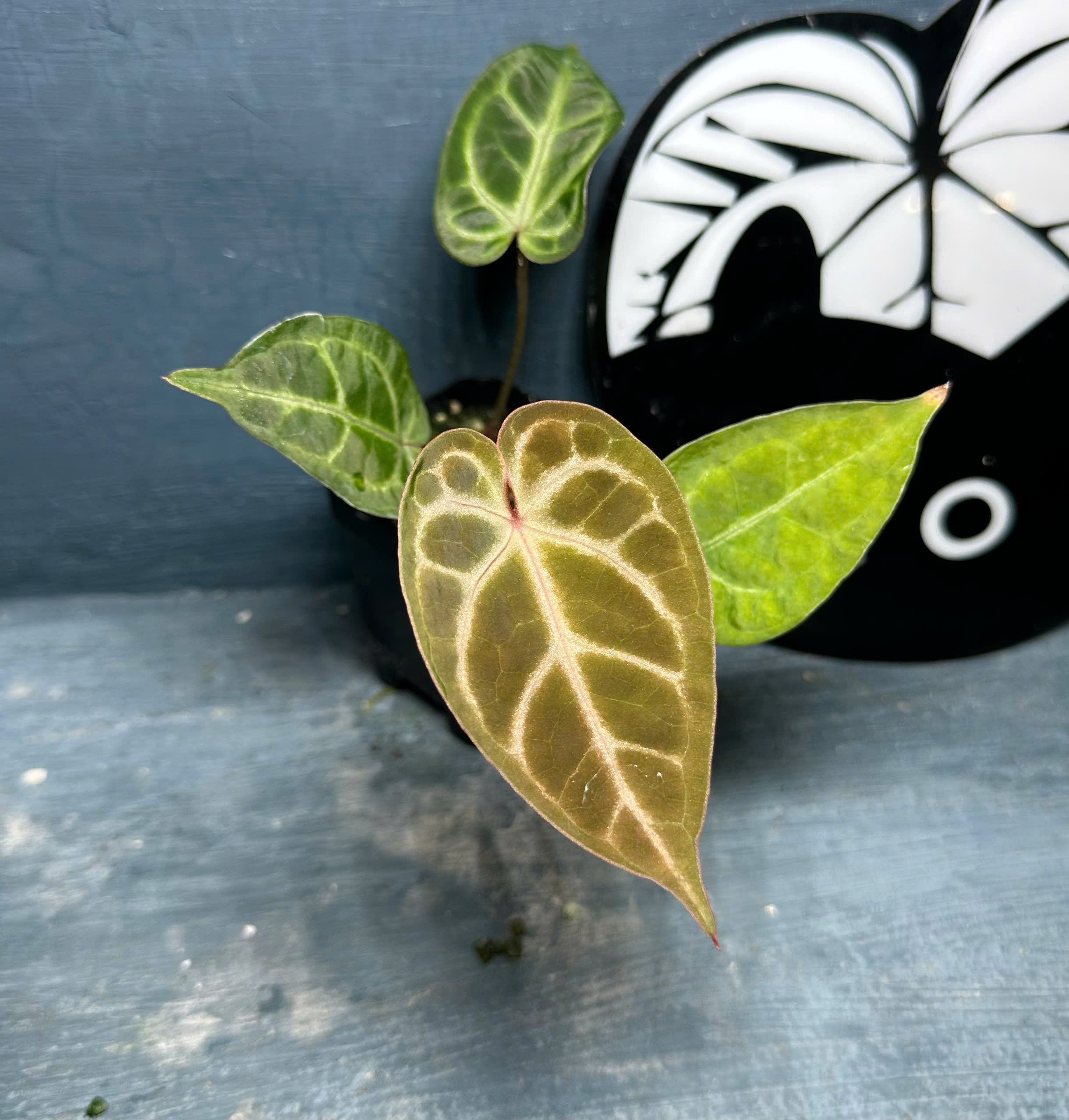 Anthurium Crystall x SKG Pink Lemonade - Midnight Garden