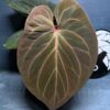 Anthurium King of spades