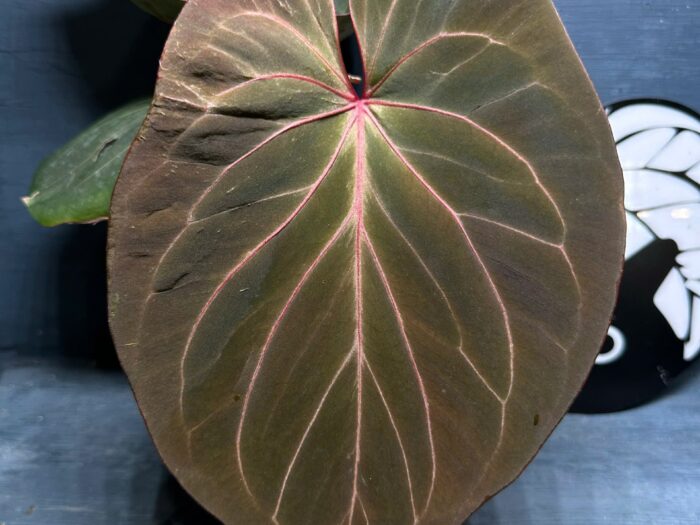 Anthurium King of spades