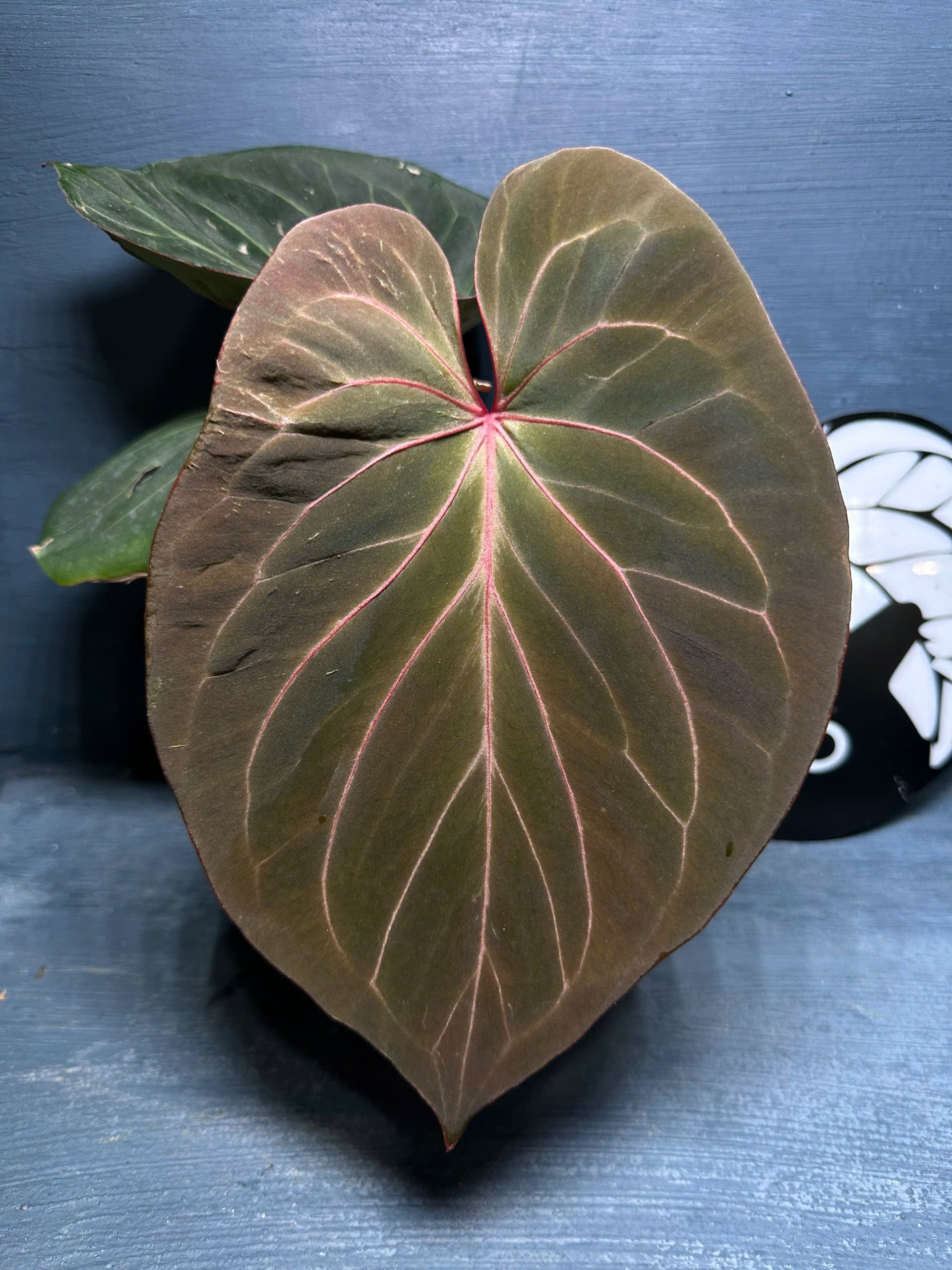 Anthurium King of spades