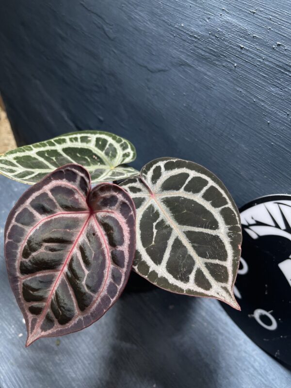 Mystique A88 x Red crystall NSE - Le Toro Jardin