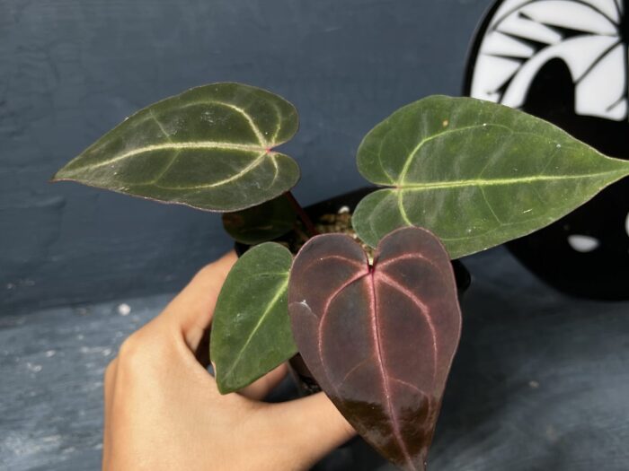 Anthurium LT Ruby Dream