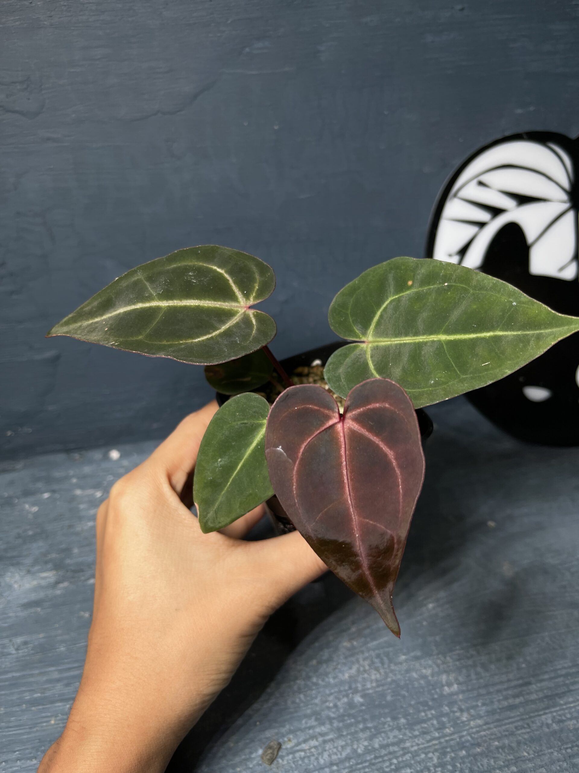 Anthurium LT Ruby Dream