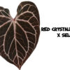 Red crystall hybrid x self