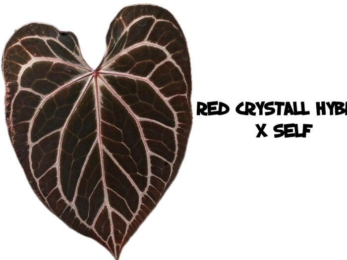 Red crystall hybrid x self